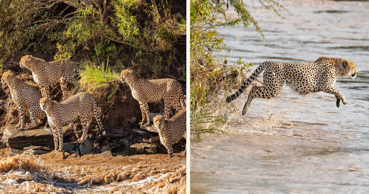 Travelers Captured Five Cheetahs Crossing A River Full Of Crocodiles