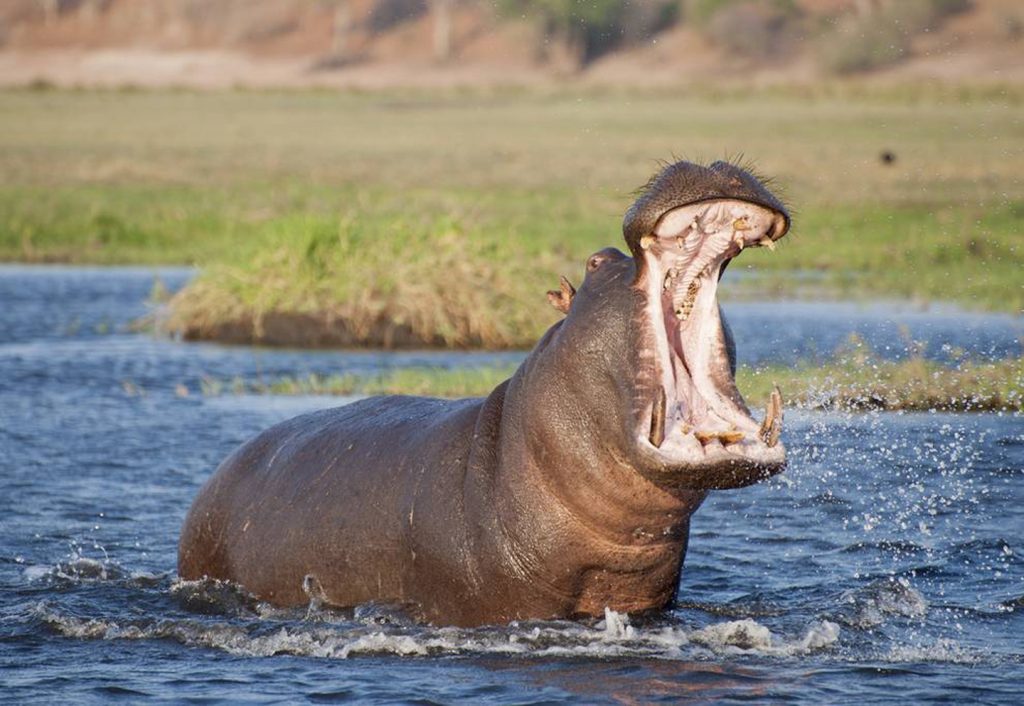 Hippos Brought For Pablo Escobar's Personal Zoo May Be a Boon For ...