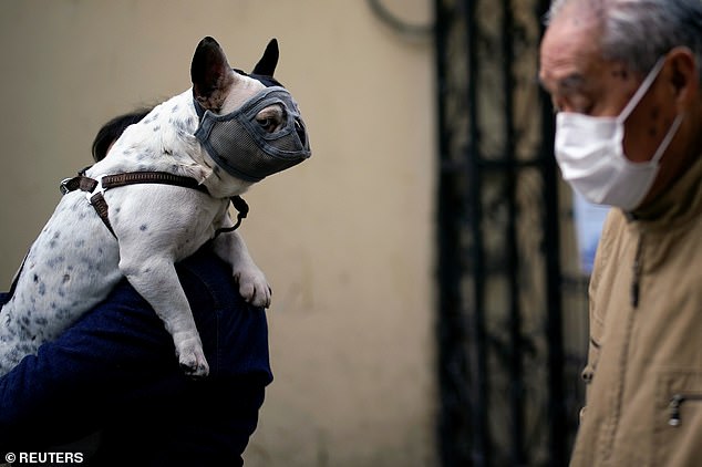 Lawmakers in Shenzhen hope to strengthen food safety with the act. Pictured above, a dog wearing a mask is seen on a street of Shanghai after the outbreak was subdued on March 22