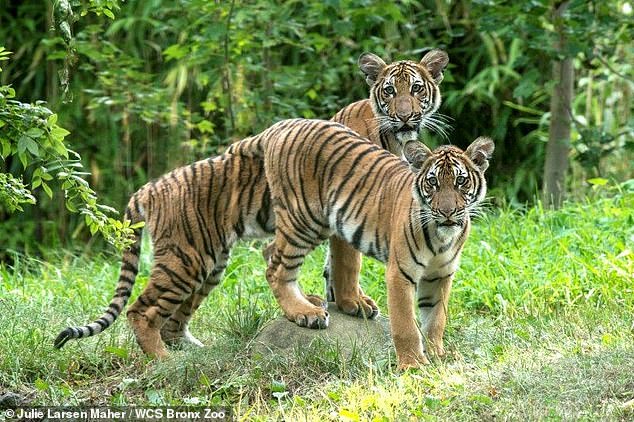 Nadia (front) was tested out of an abundance of caution after developing a dry cough and a decrease in appetite. Six other cats at the zoo, including Nadia