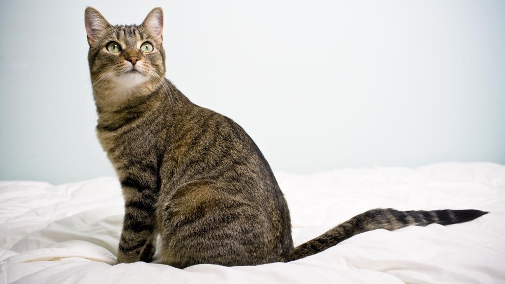 Los gatos reconocen su nombre cuando los llamas