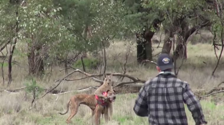 Un hombre se viraliza al dar un puñetazo a un canguro que estaba estrangulando a su perro
