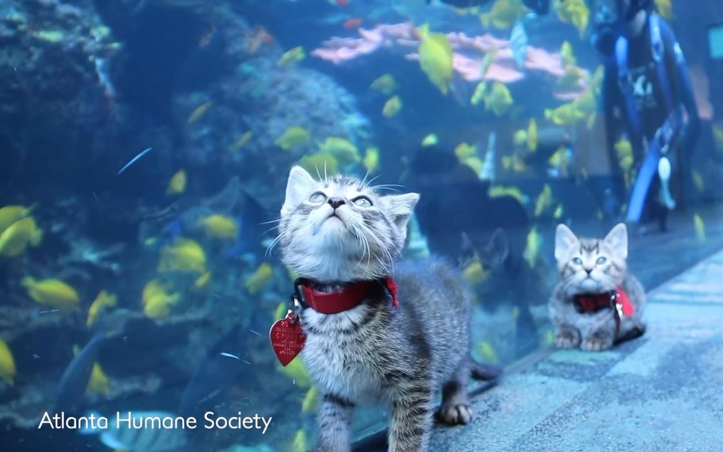 adorable puppies and kittens get to visit aquarium