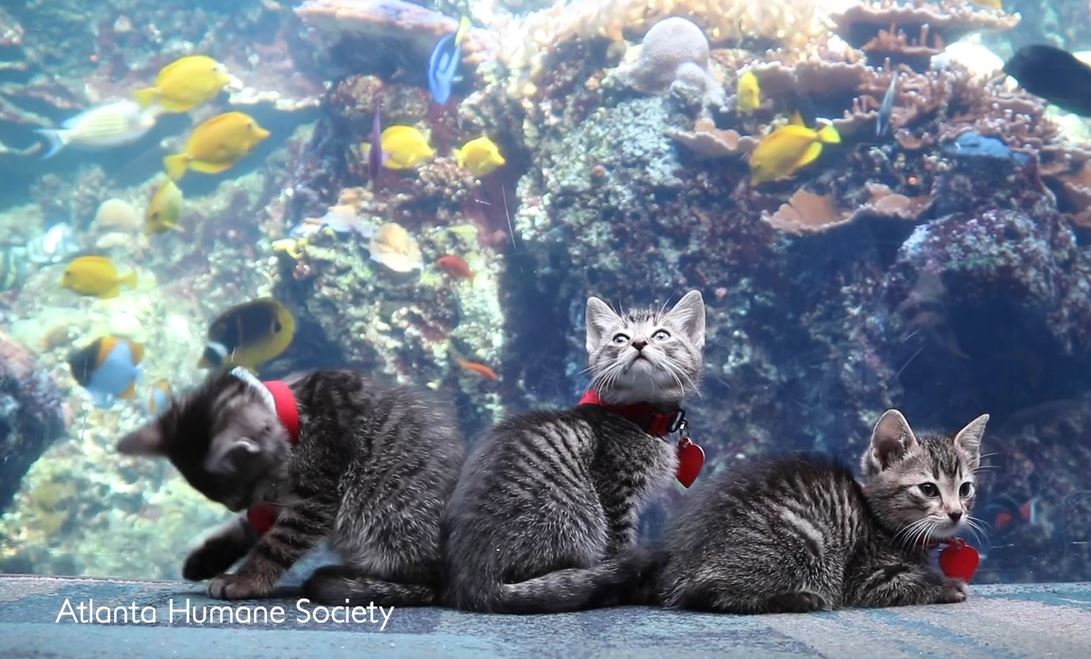 adorable puppies and kittens get to visit aquarium
