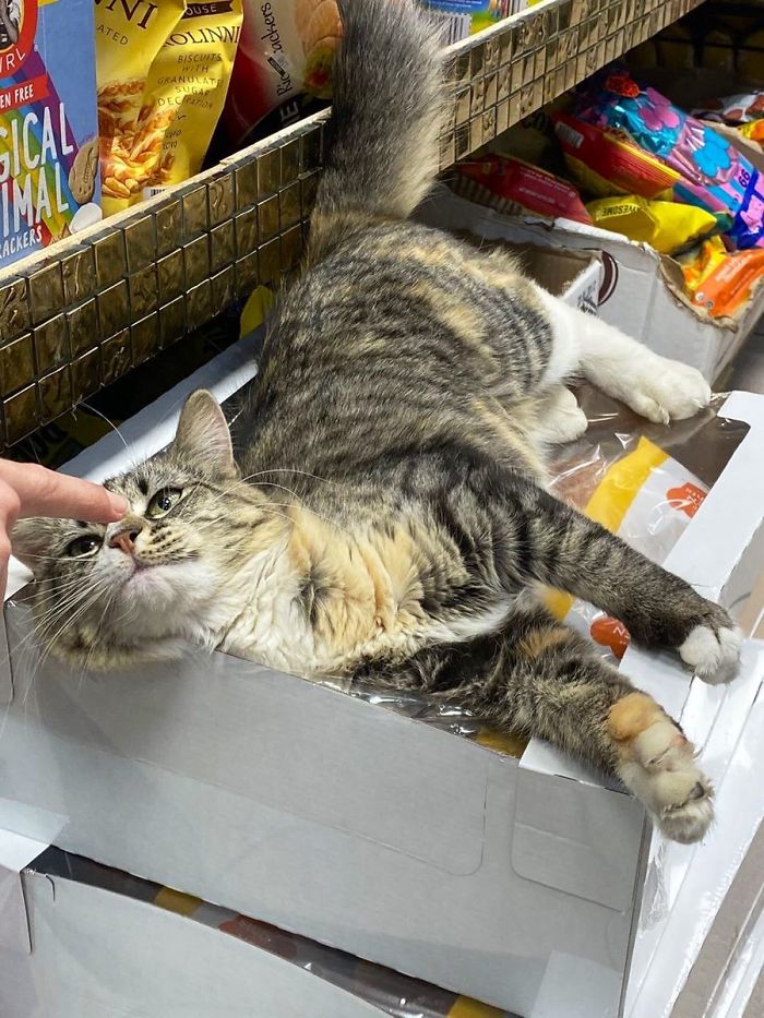 Convenience-Store-Cats Convenience-Store-Cats