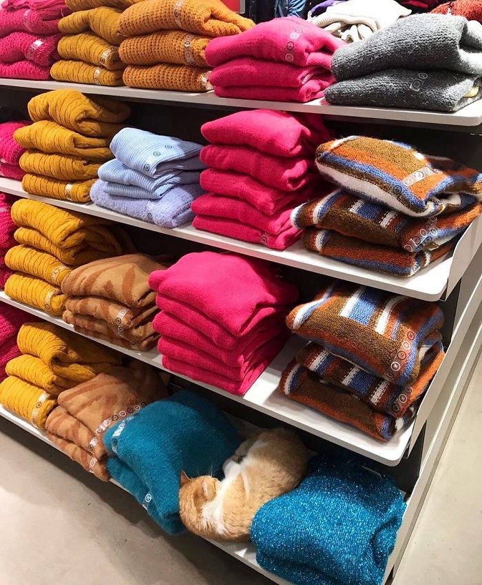 Convenience-Store-Cats Convenience-Store-Cats