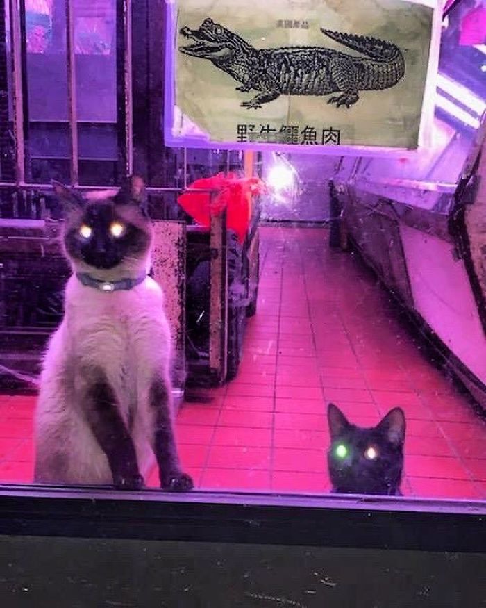 Convenience-Store-Cats Convenience-Store-Cats