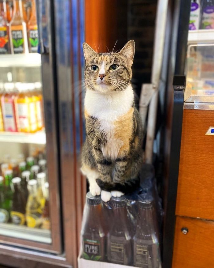 Convenience-Store-Cats Convenience-Store-Cats