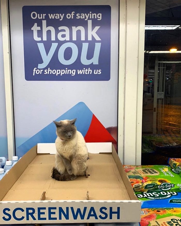 Convenience-Store-Cats Convenience-Store-Cats