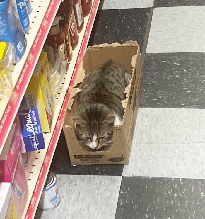 Convenience-Store-Cats Convenience-Store-Cats