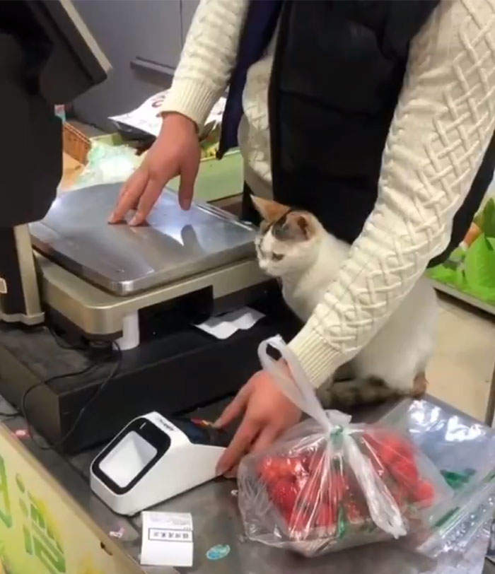 Convenience-Store-Cats Convenience-Store-Cats