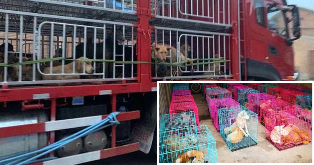 400+ Stolen Pets Rescued From Illegal Dog Slaughterhouse In China