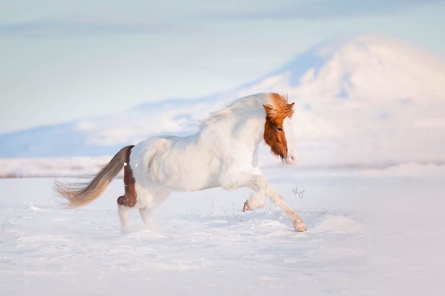 I Photograph Horses In The Breathtaking Icelandic Landscape