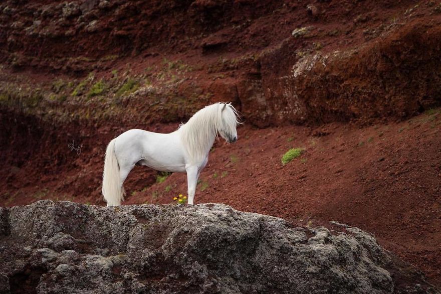 I Photograph Horses In The Breathtaking Icelandic Landscape