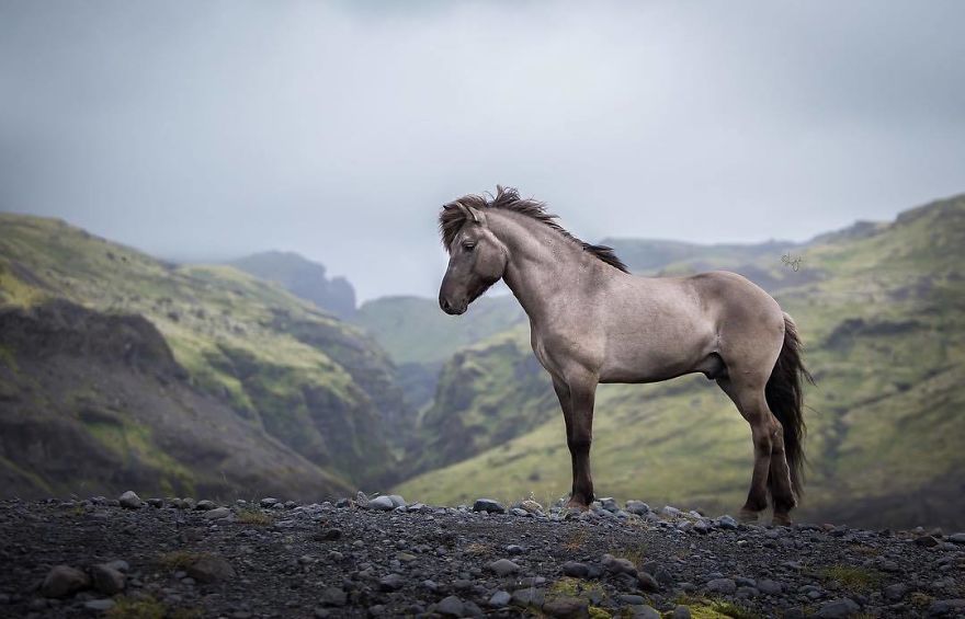I Photograph Horses In The Breathtaking Icelandic Landscape