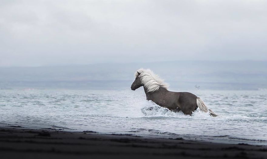 I Photograph Horses In The Breathtaking Icelandic Landscape