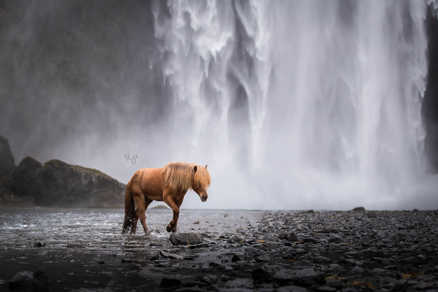 I Photograph Horses In The Breathtaking Icelandic Landscape