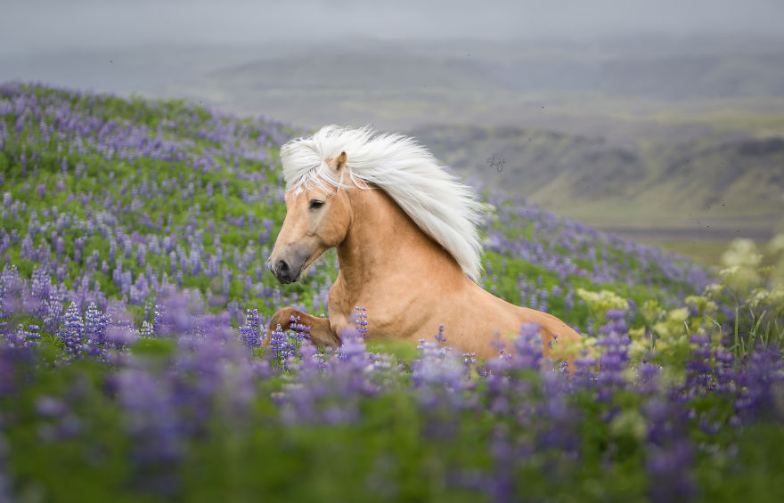 I Photograph Horses In The Breathtaking Icelandic Landscape