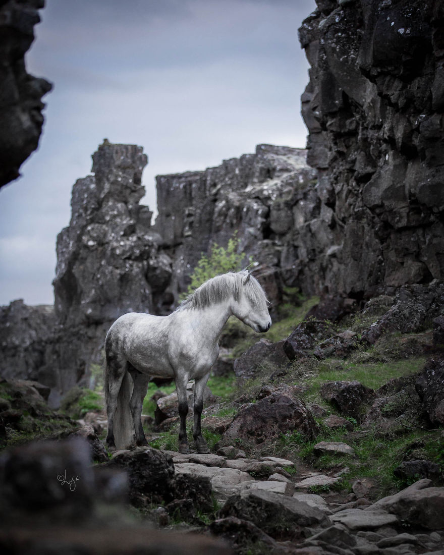 I Photograph Horses In The Breathtaking Icelandic Landscape