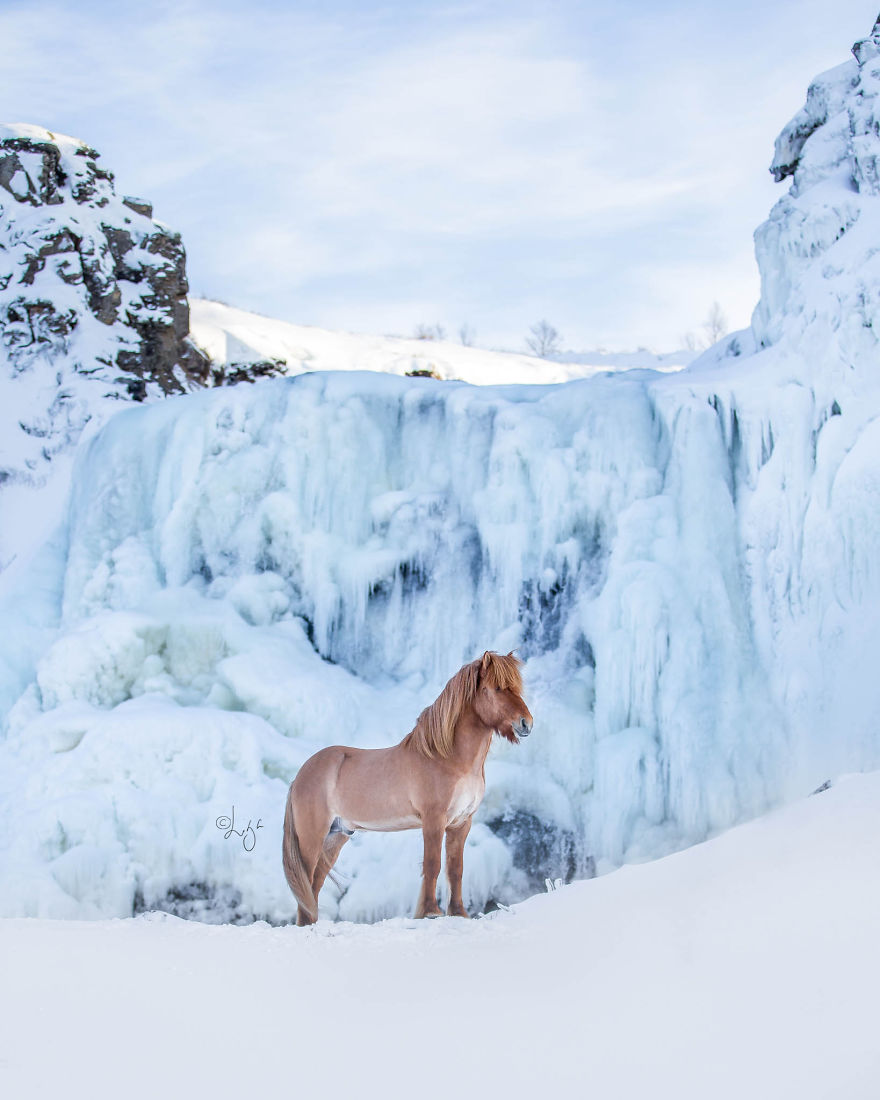 I Photograph Horses In The Breathtaking Icelandic Landscape
