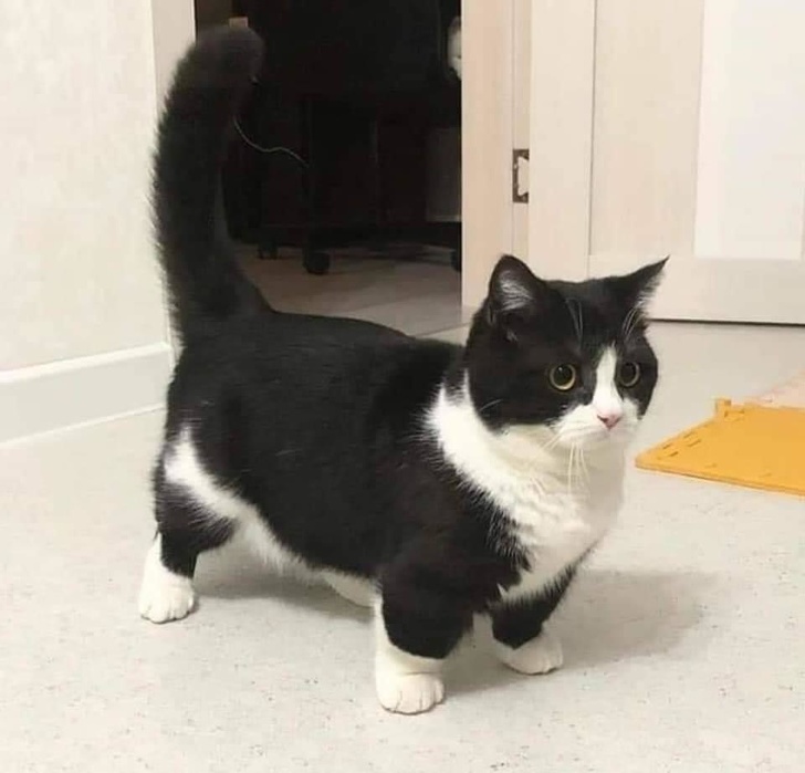 20+ Unusual Looking Animals That Are Still Very Charming