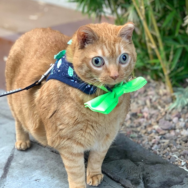 20+ Unusual Looking Animals That Are Still Very Charming