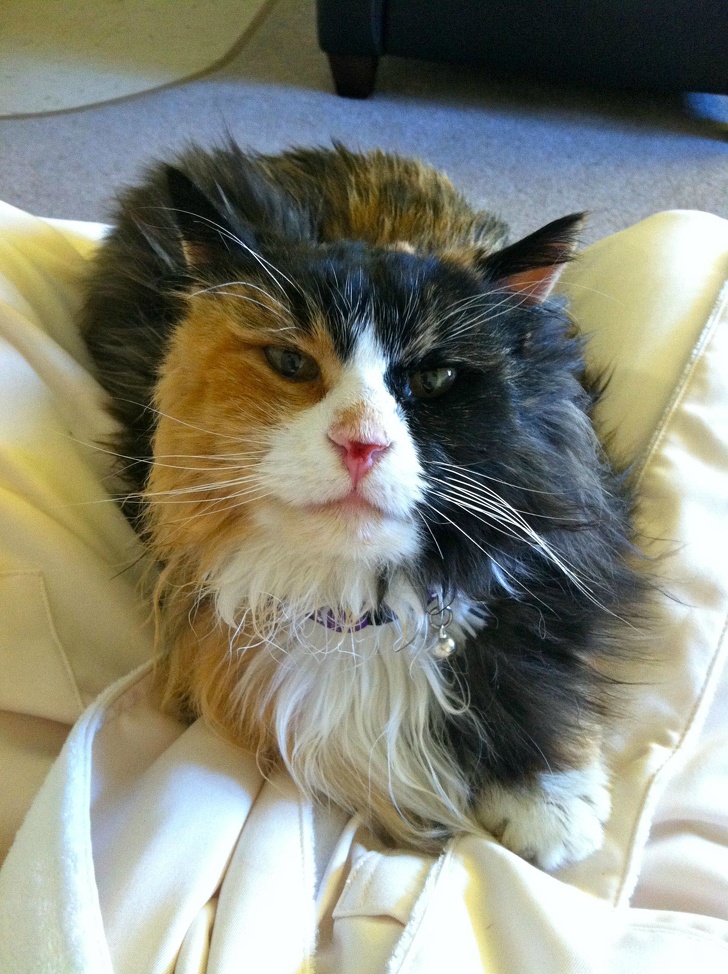 20+ Unusual Looking Animals That Are Still Very Charming