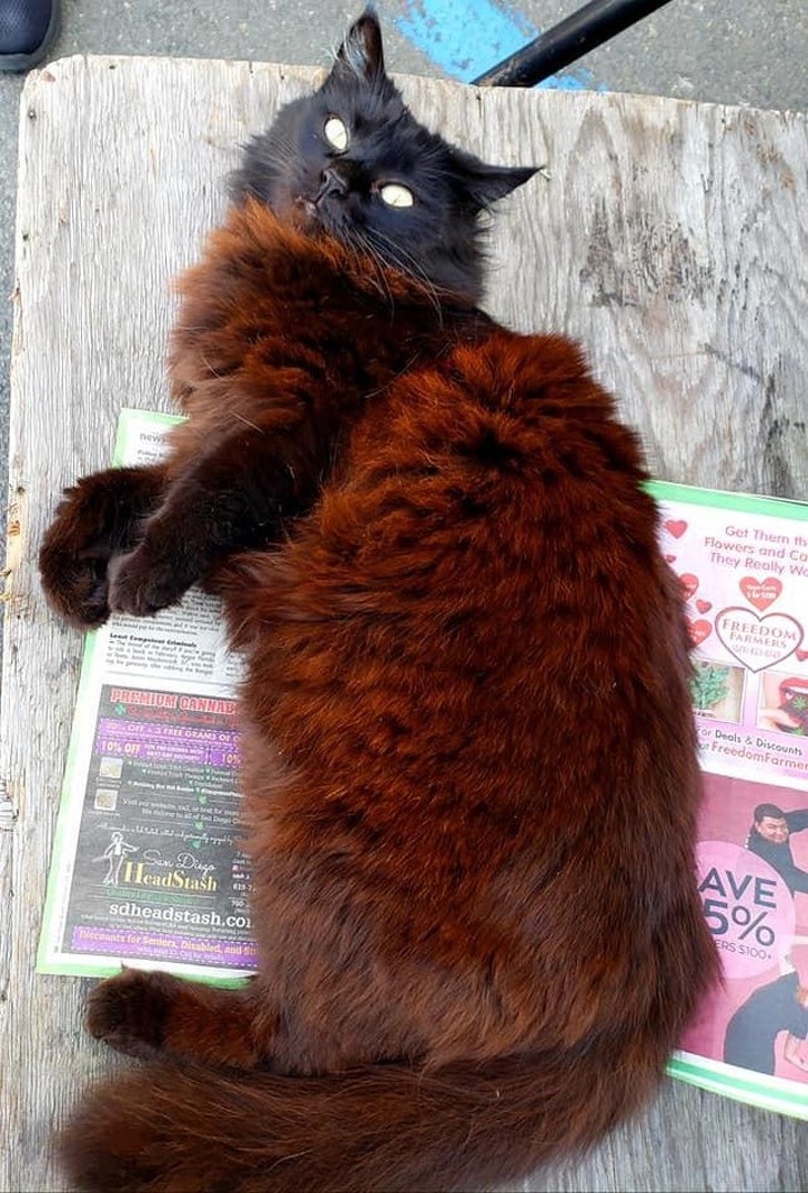 20+ Unusual Looking Animals That Are Still Very Charming