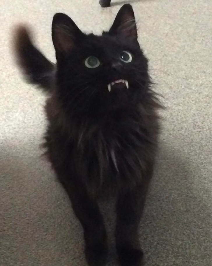 20+ Unusual Looking Animals That Are Still Very Charming