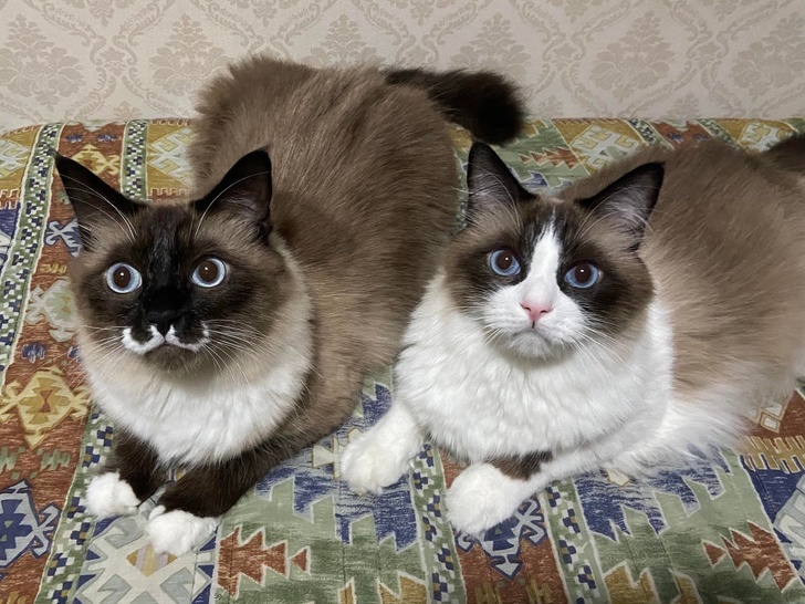 20+ Unusual Looking Animals That Are Still Very Charming