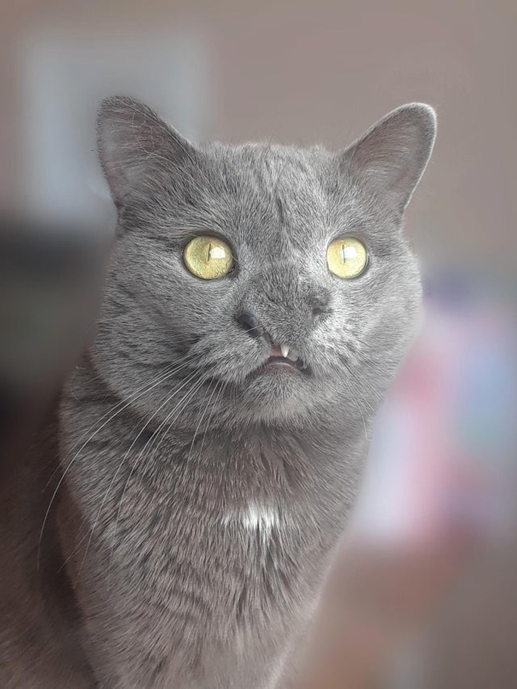 20+ Unusual Looking Animals That Are Still Very Charming