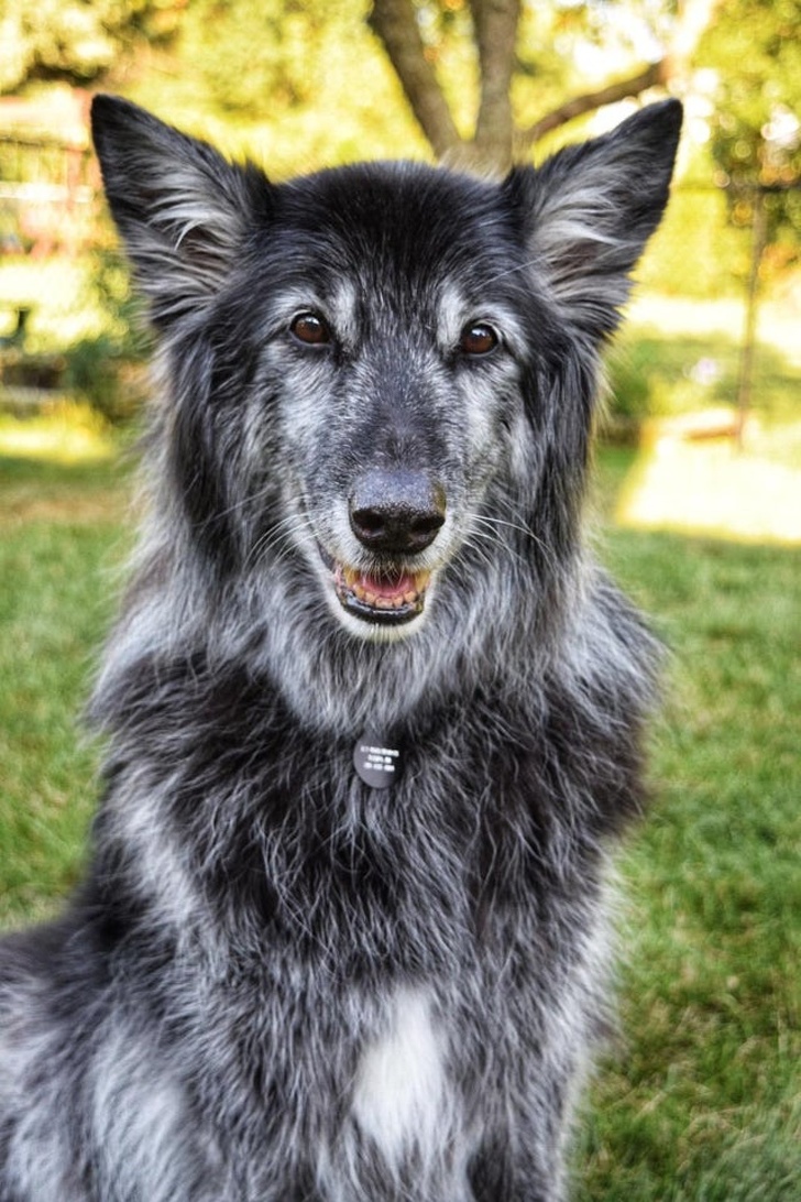 20+ Unusual Looking Animals That Are Still Very Charming