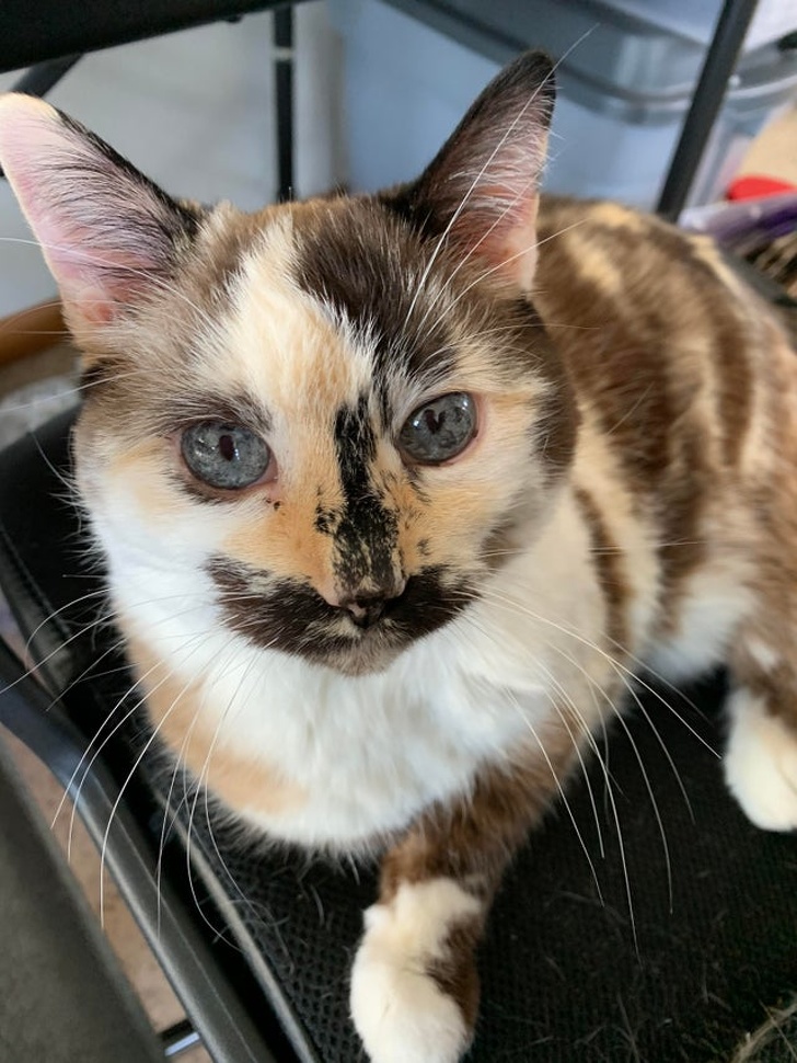 20+ Unusual Looking Animals That Are Still Very Charming