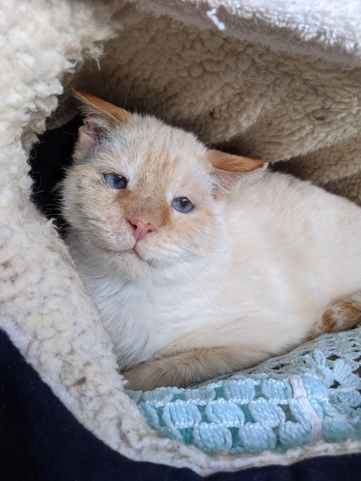 20+ Unusual Looking Animals That Are Still Very Charming