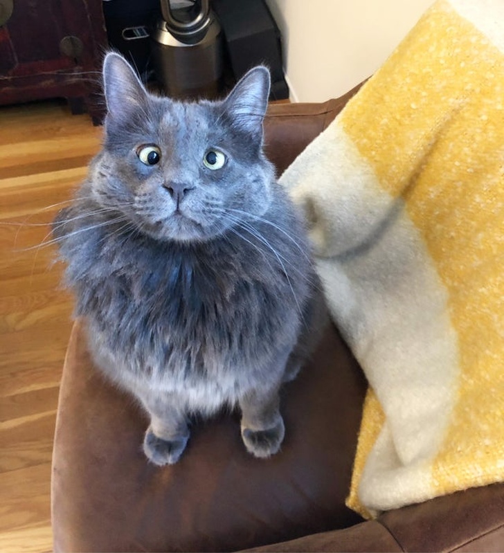 20+ Unusual Looking Animals That Are Still Very Charming