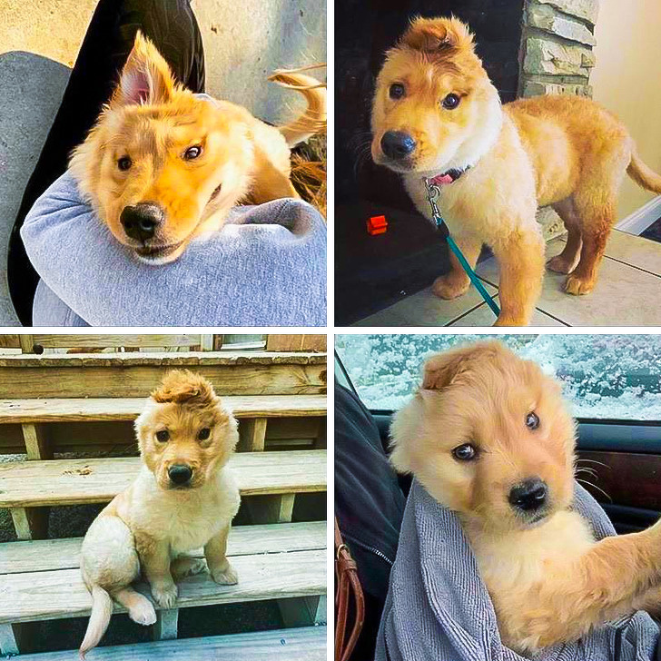 20+ Unusual Looking Animals That Are Still Very Charming