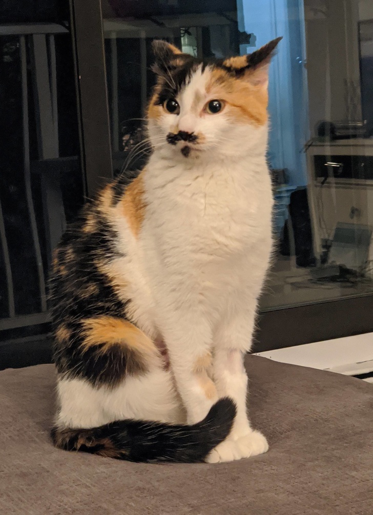 20+ Unusual Looking Animals That Are Still Very Charming