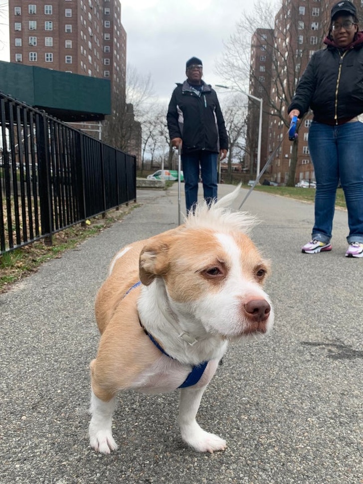 20+ Unusual Looking Animals That Are Still Very Charming