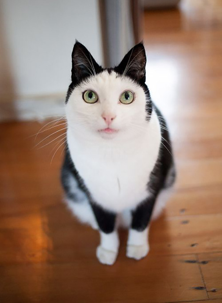 20+ Unusual Looking Animals That Are Still Very Charming