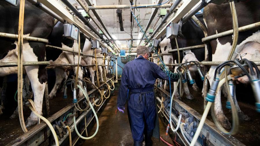 American Dairy Farmers Are Dumping Milk Amidst Global Pandemic Small Joys