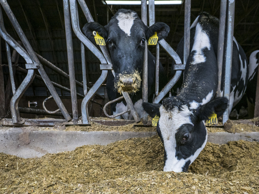 American Dairy Farmers Are Dumping Milk Amidst Global Pandemic Small Joys