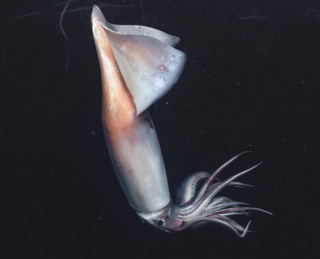 6 Feet Squids That Live In The Deep Sea May Be Communicating With Their ...