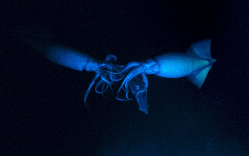 6 Feet Squids That Live In The Deep Sea May Be Communicating With Their