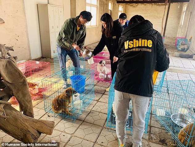 Volunteers give water to some of the rescued dogs, which have been put into separate cages