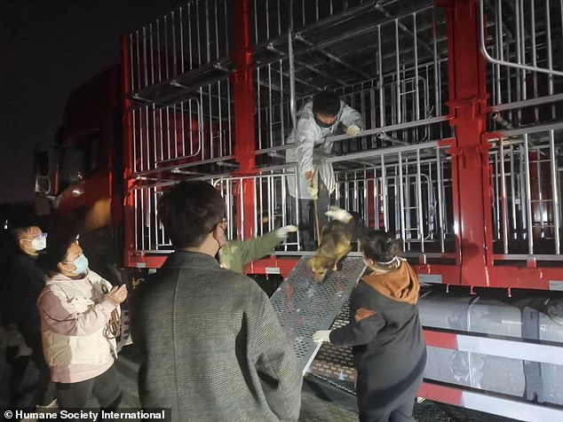 Animal activists and volunteers are pictured helping dogs getting off a lorry after freeing them from an illegal slaughterhouse in Henan. A total of 423 dogs, including stolen pets, were saved