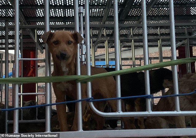 Activists have called on Beijing to bar wild animals, as well as dog and cat meat, from the dinner plate after the coronavirus outbreak emerged in the city of Wuhan in December