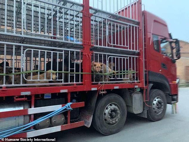 This picture provided by Humane Society International shows dogs being transported by a lorry on April 3 after being rescued from an underground abattoir in central China this month