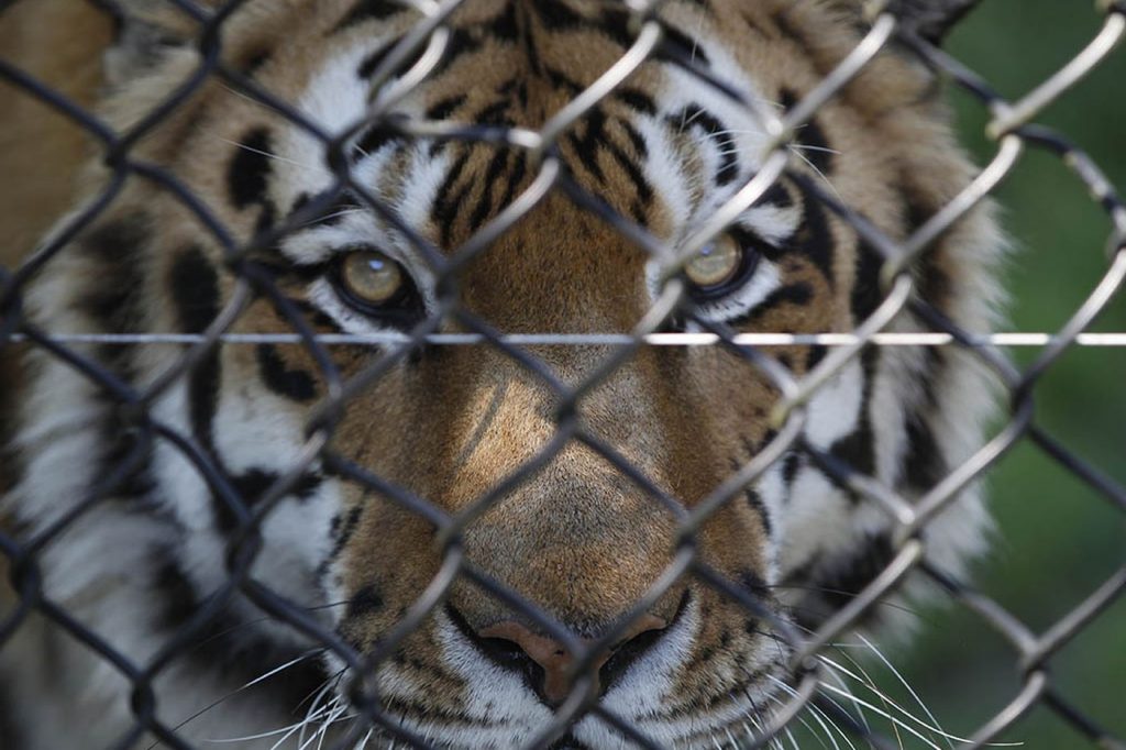 Zoos Struggle To Find Ways To Financial Problems As Global