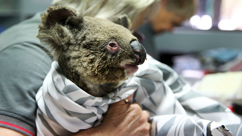 26 Koalas Rescued During Australian Bushfire Released Back To The Wild ...