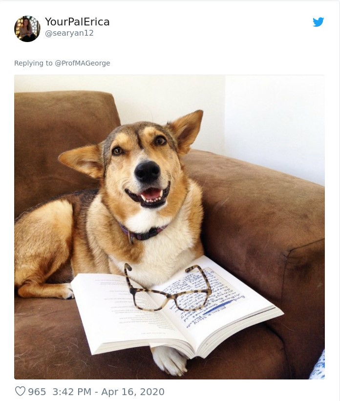 pet doing homework
